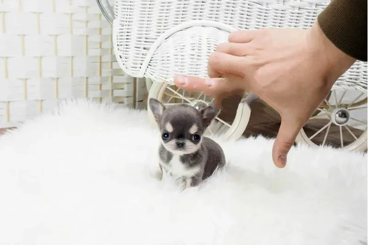 $350 : Micro chihuahua image 1