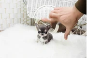 Micro chihuahua en Los Angeles