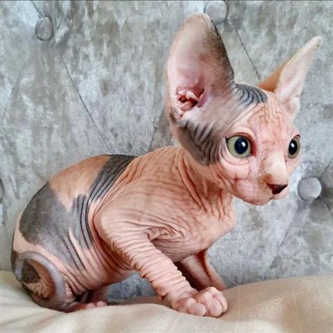 $600 : Male and Female Sphynx kittens image 4