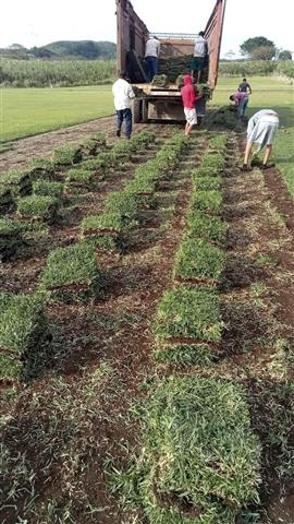 Venta de pasto san Agustín image 1