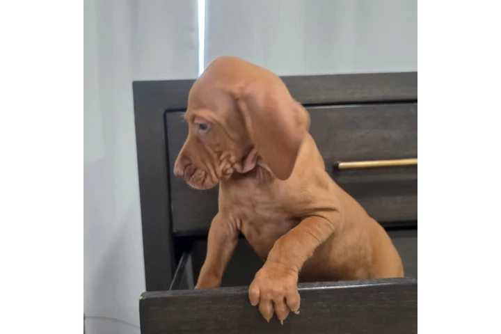 $1000 : 🐾 Cachorros Viszlas disponibl image 1