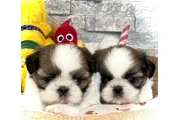 $350 : Cachorros Shihzu en venta thumbnail
