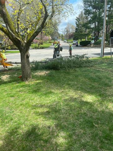 Tree Services in Lexington, MA image 4