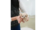$220 : Pomeranian puppy thumbnail