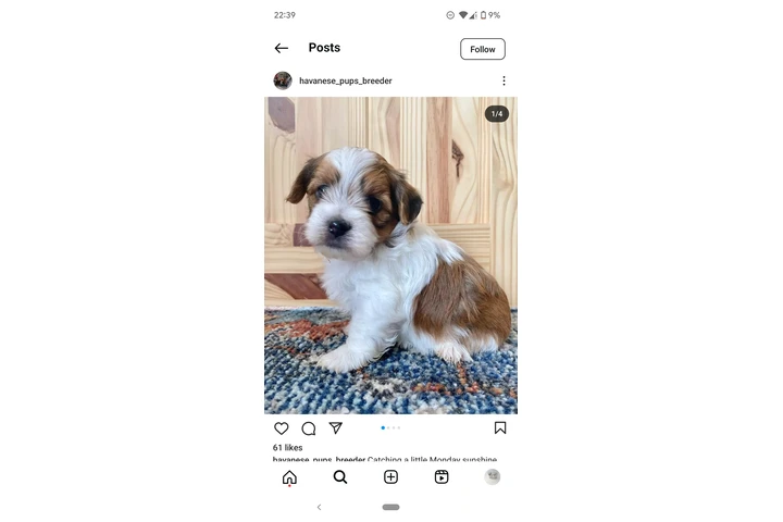 Smart Havanese puppies image 5