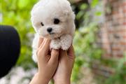 Bichón frisé a la venta en Los Angeles