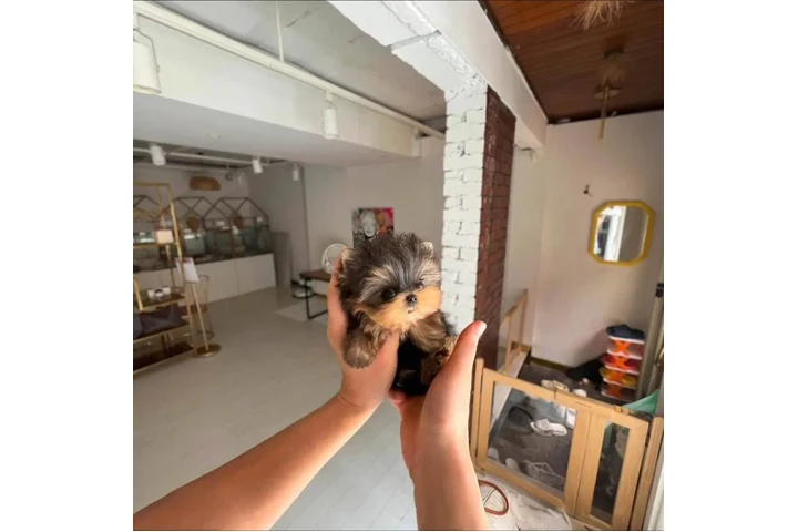 $350 : cachorros de yorkie image 3