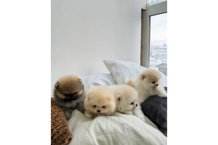 $350 : cachorros pomerania image 1