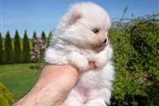Teacup pomeranian puppy