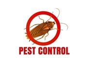 PIÑAS PEST CONTROL🦟🐀🐛 en Los Angeles