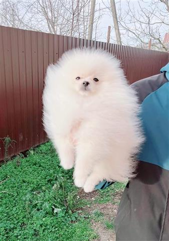 $400 : pomeranian puppies for sale image 1