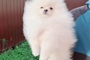 $400 : pomeranian puppies for sale thumbnail