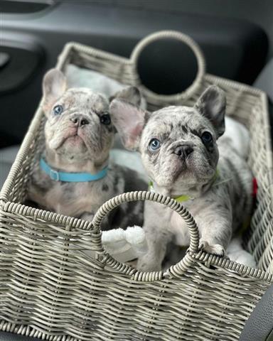 $500 : French Bulldog Puppies image 1