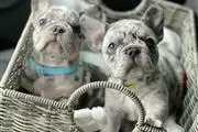 French Bulldog Puppies en Imperial County