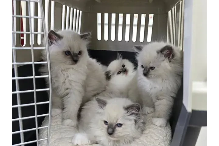 $310 : Dos gatitos Ragdoll image 1