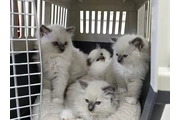 Dos gatitos Ragdoll en Los Angeles