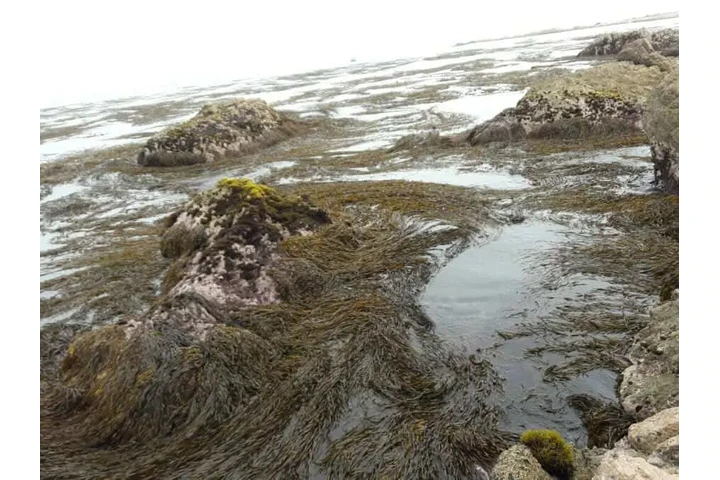 seaweed peruvian algas marinas image 2