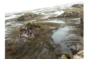 seaweed peruvian algas marinas thumbnail