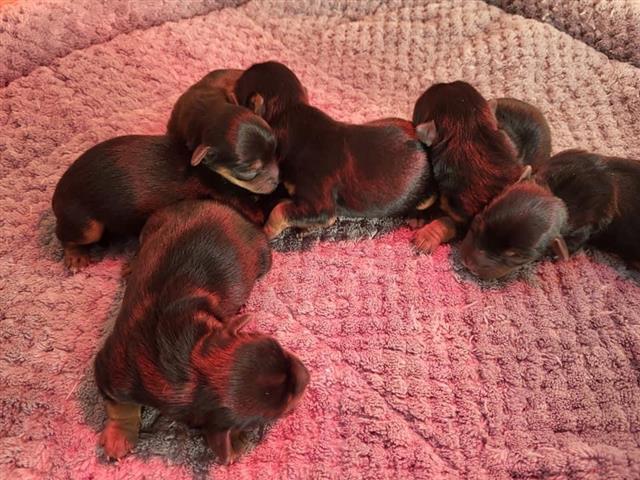 $400 : Adorable yorkie Puppies image 1