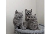 British shorthair for sale en Los Angeles