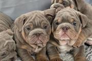 $450 : Cachorros bulldog ingles thumbnail