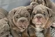 Cachorros bulldog ingles en Tempe