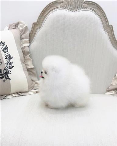 $300 : Pomeranian teacup puppy image 5