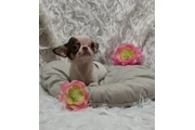 Chihuahua puppy for sale en Indianapolis