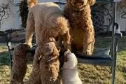 F1B Mini M GOLDENDOODLE