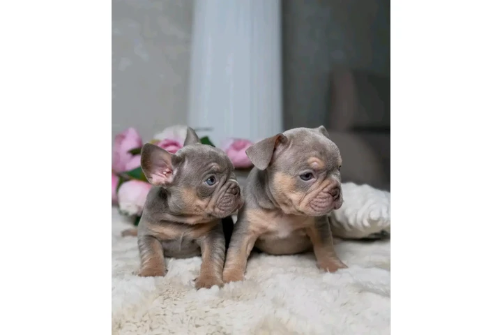 $500 : New shade Isabella tan image 1