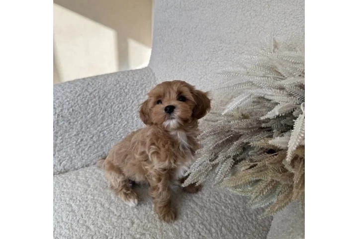 $350 : Cavapoo Toy F1B listo image 1