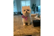 Dog Grooming a Domicilio thumbnail