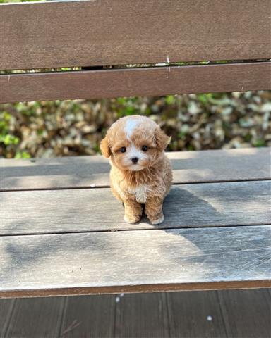 $350 : Maltipoo image 3