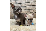 $350 : taza de té chihuahua thumbnail