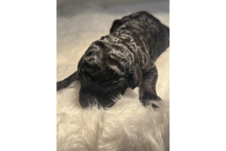 $1500 : Standard Poodle image 9