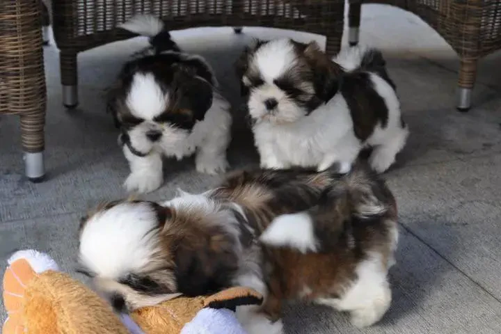 $350 : Cachorros shihzu miniatura image 2