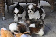 $350 : Cachorros shihzu miniatura thumbnail