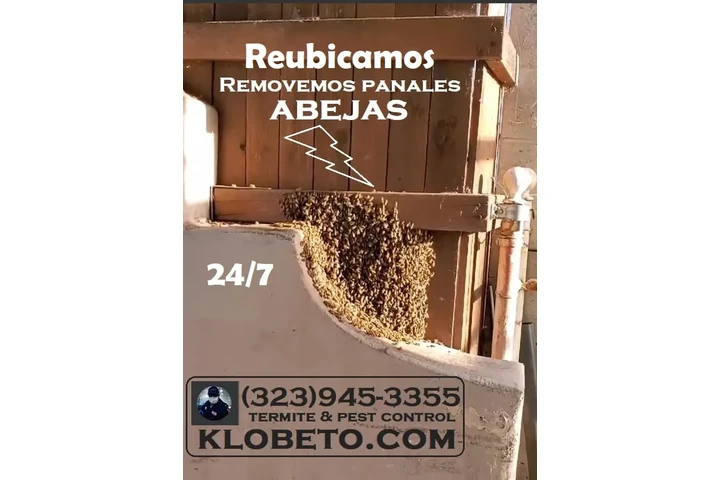 24/7 BEE REMOVAL SERVICE 100% image 10