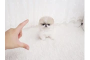 Micro Pomerania en Brownsville