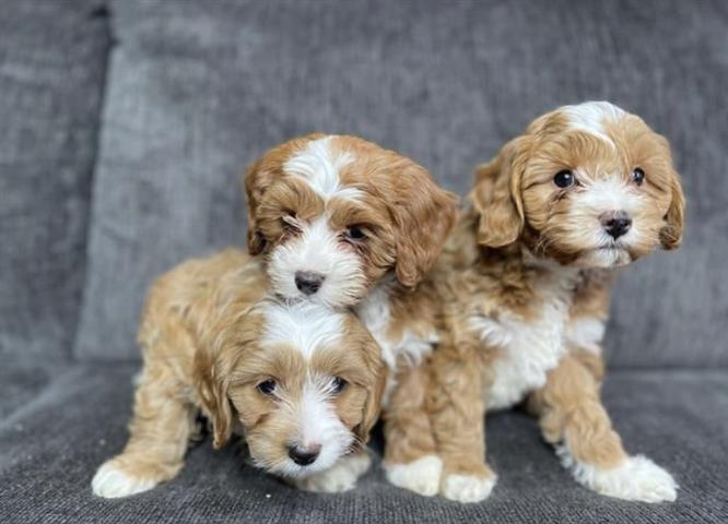 $300 : Cavapoo puppies for sale image 2