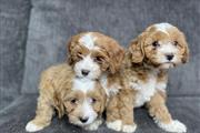 $300 : Cavapoo puppies for sale thumbnail