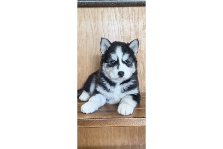 $400 : Siberian Husky Puppies image 4