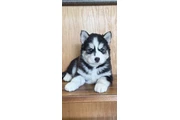 $400 : Siberian Husky Puppies thumbnail