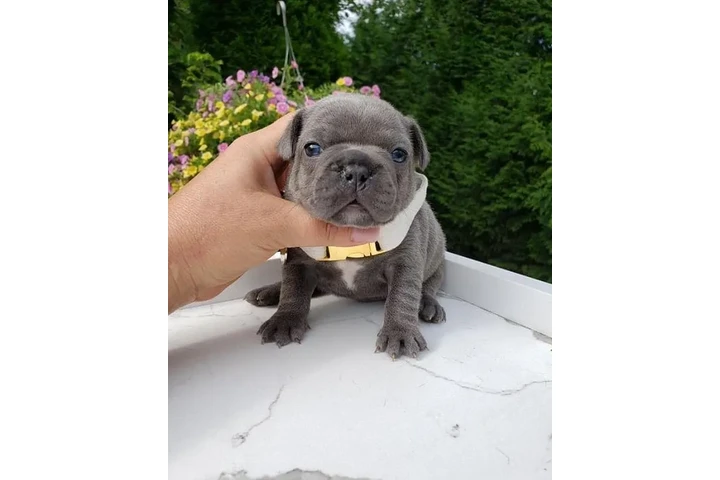 $500 : French bulldog puppies image 5