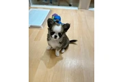 $580 : cachorros chihuahua thumbnail