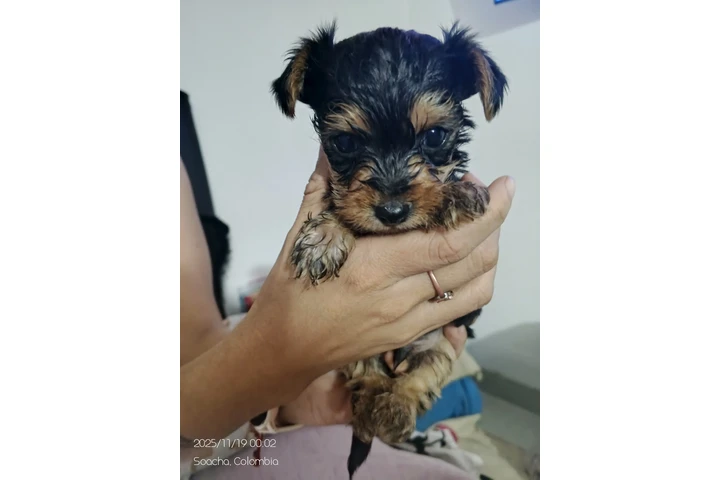 $2000000 : Ganga Yorkshire 100 % puros image 3