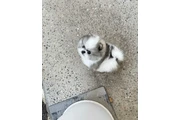 Pomerania en venta en Brownsville