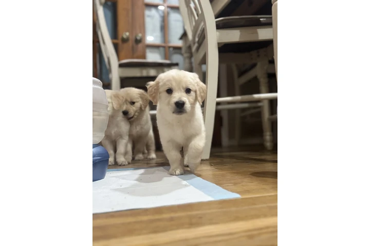 $1000 : Golden puppies image 4