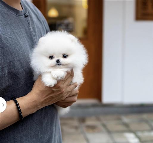 $350 : Pomeranian puppies image 4
