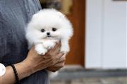 $350 : Pomeranian puppies thumbnail